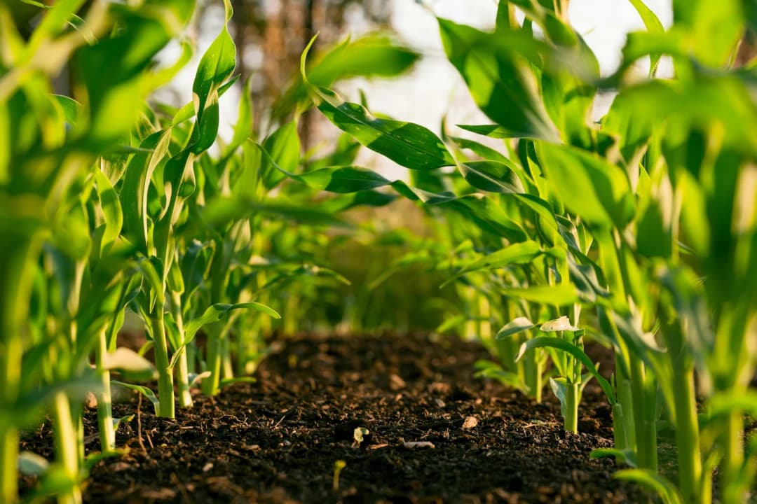 Kilimo Accelerator